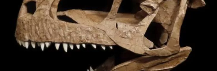 Tyrannosaurus Doppelganger Found in Argentina