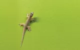 Lizard Pest Control Chennai