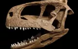 Tyrannosaurus Doppelganger Found in Argentina